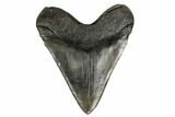 Fossil Megalodon Tooth - South Carolina #180940-2